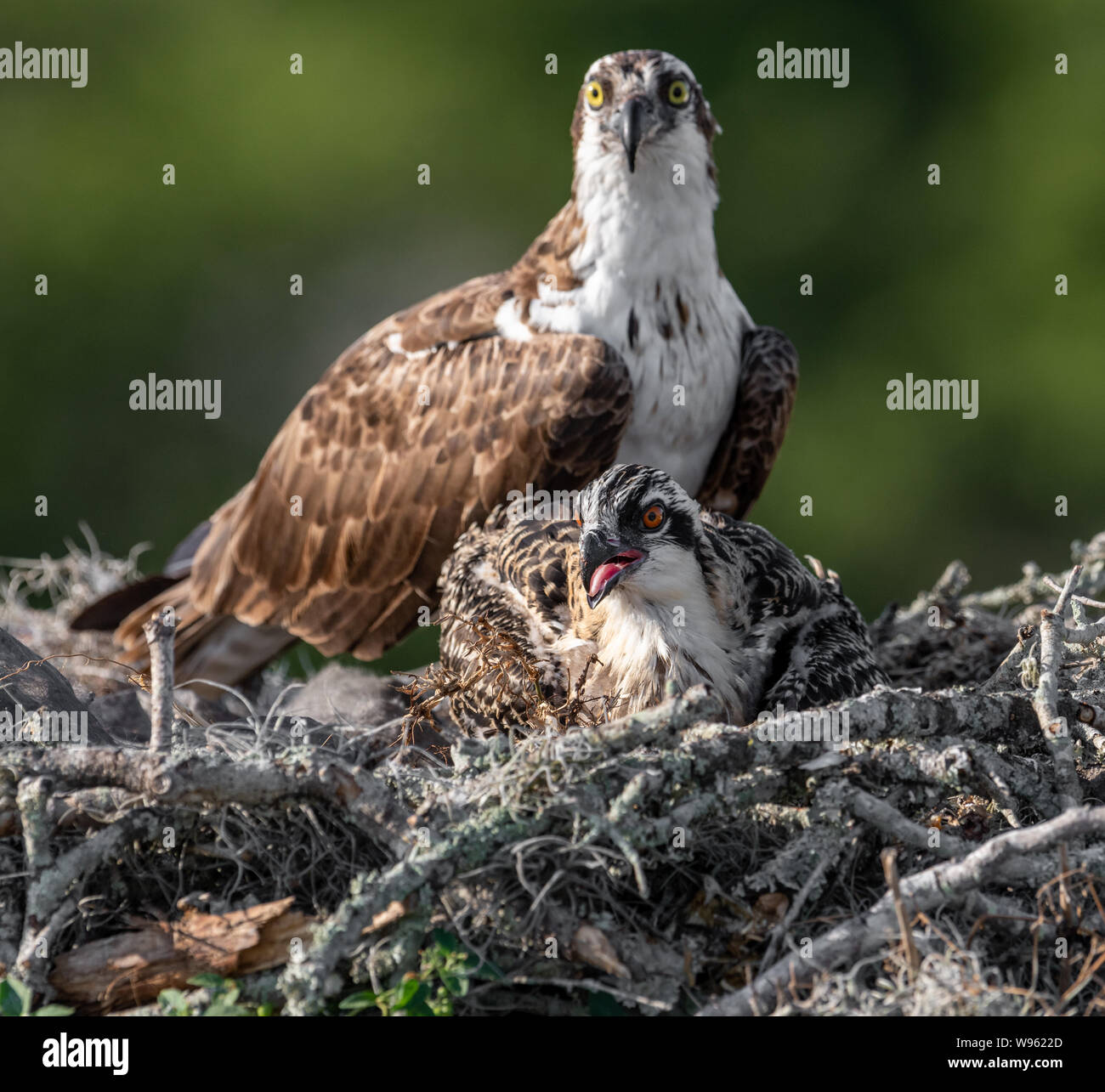 Osprey feeding babies Stock Photo Alamy