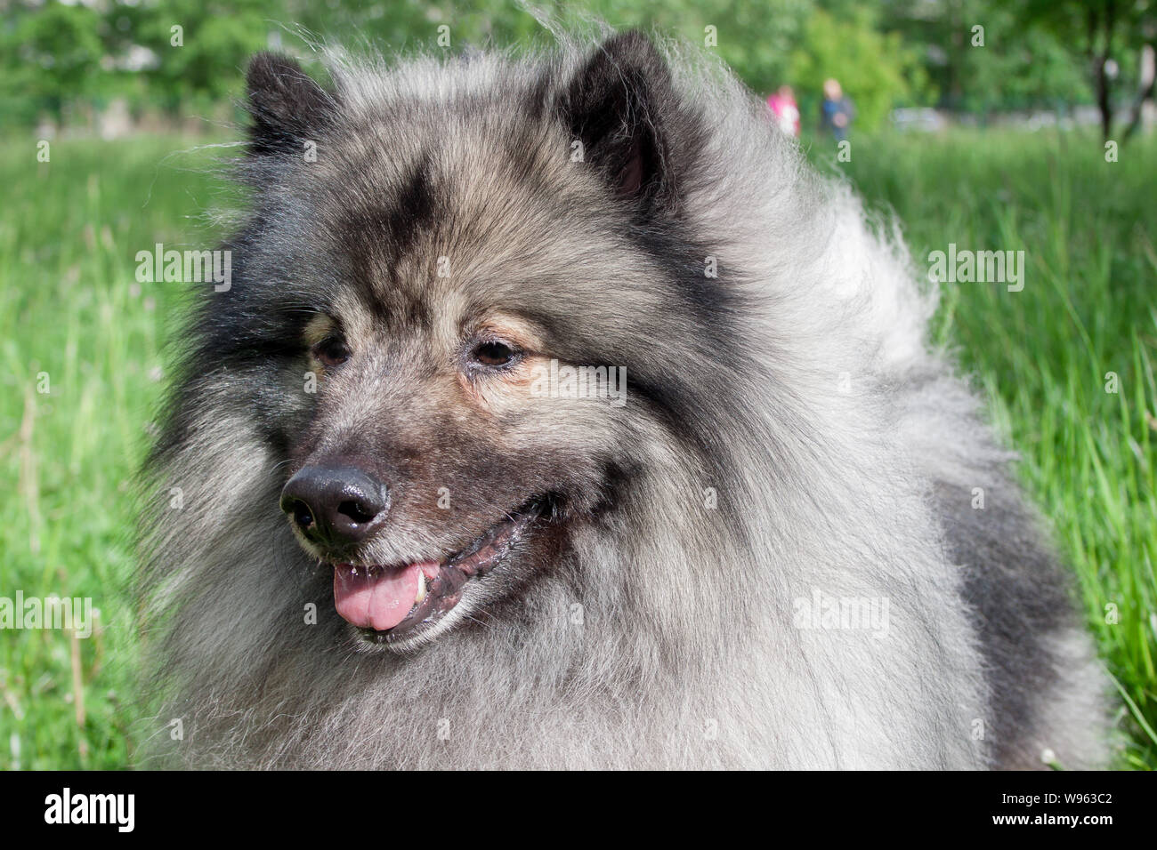 Deutscher wolfspitz close up. Keeshond or german spitz. Pet animals. Stock Photo