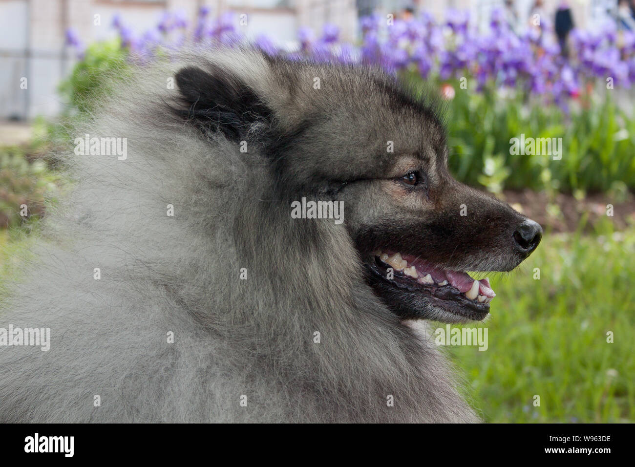 Cute deutscher wolfspitz close up. Keeshond or german spitz. Pet animals. Stock Photo