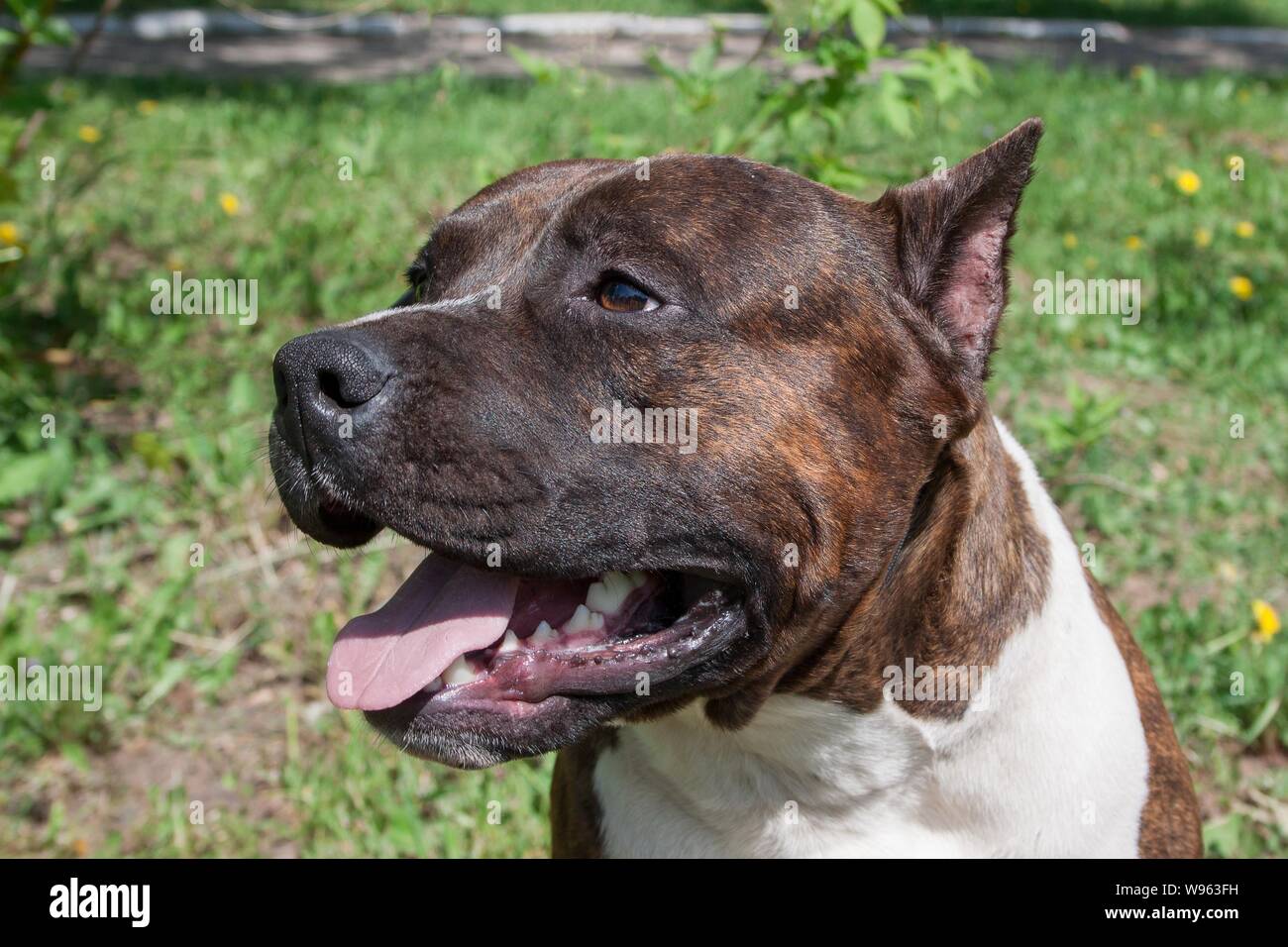 American staffordshire terrier puppy close up. Pet animals. Ten month old. Stock Photo