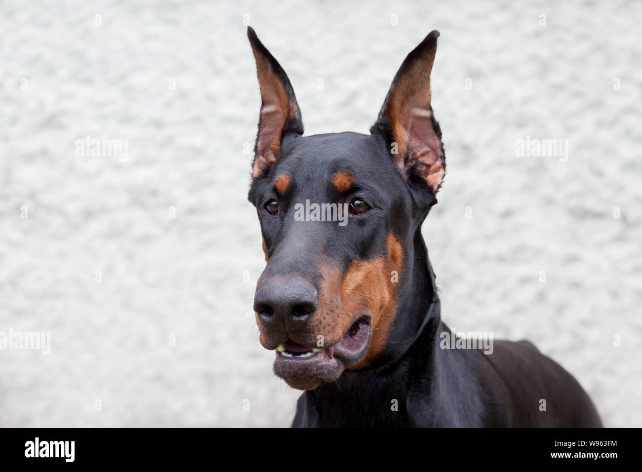 Portrait of a cute doberman pinscher. Isolated on a gray background. Pet animals. Stock Photo