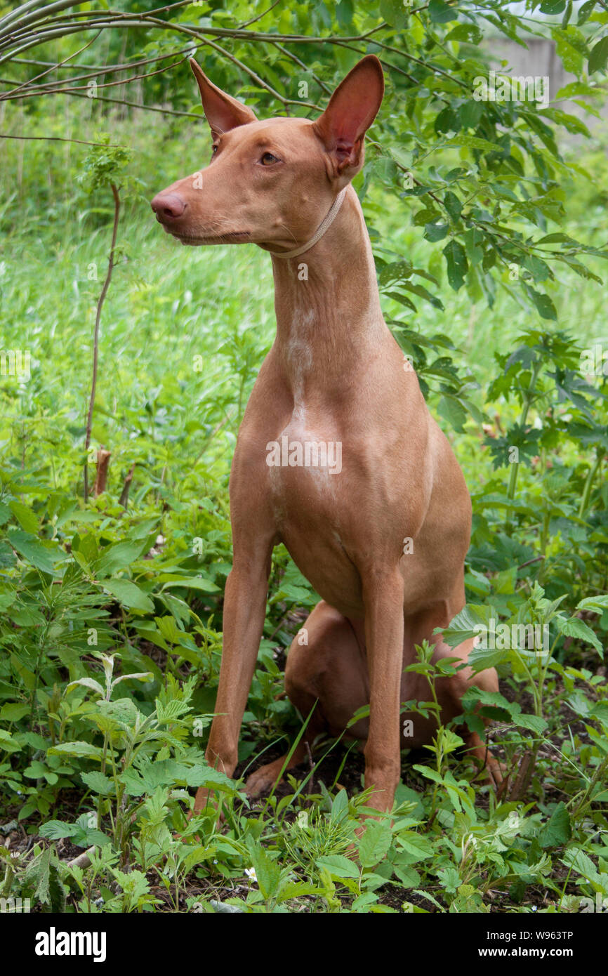 Cute pharaoh hound is sitting on a spring meadow. Hunting dog. Pet animals. Stock Photo