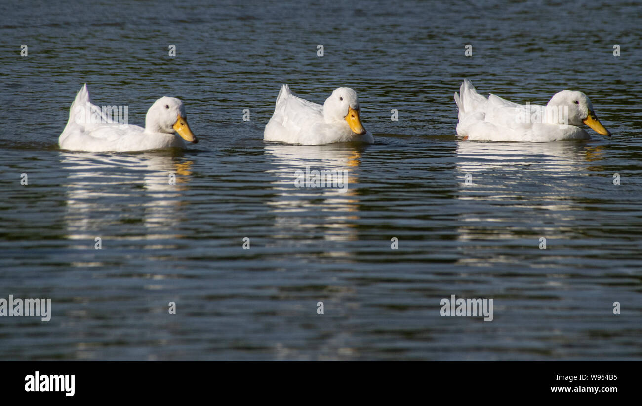Ducks in a row with white pekin ducks Stock Photo