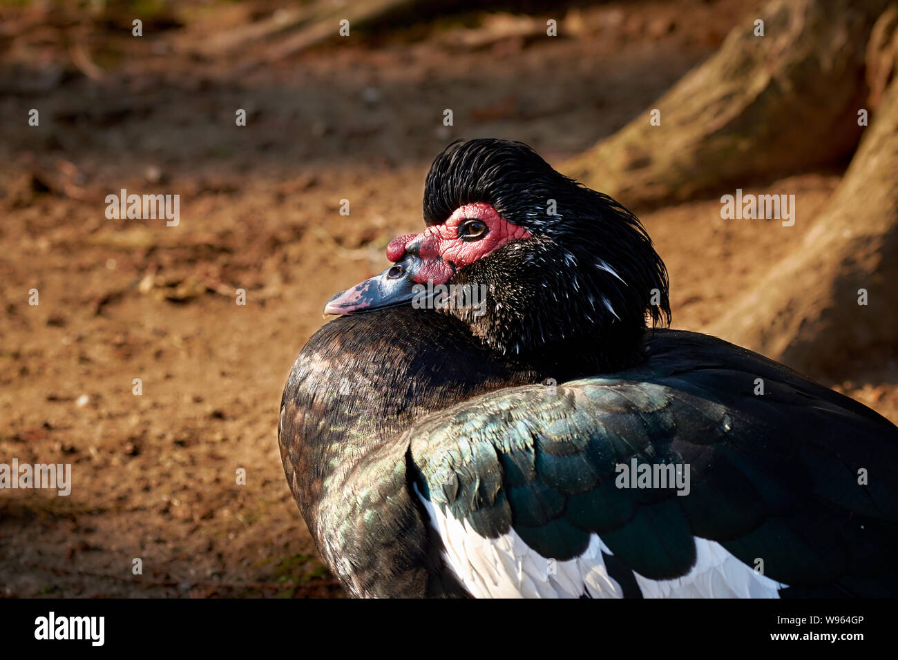 Black Muscovy Duck (Cairina Moschata) Stock Photo