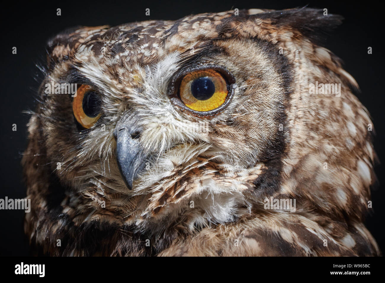 Close-up of a beautiful eagle owl - Bubo Bubo Stock Photo