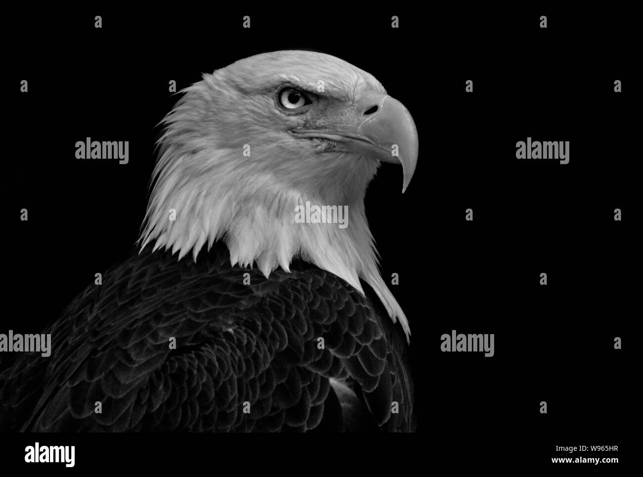Profile of Bald eagle (Haliaeetus leucocephalus) on black background Stock Photo
