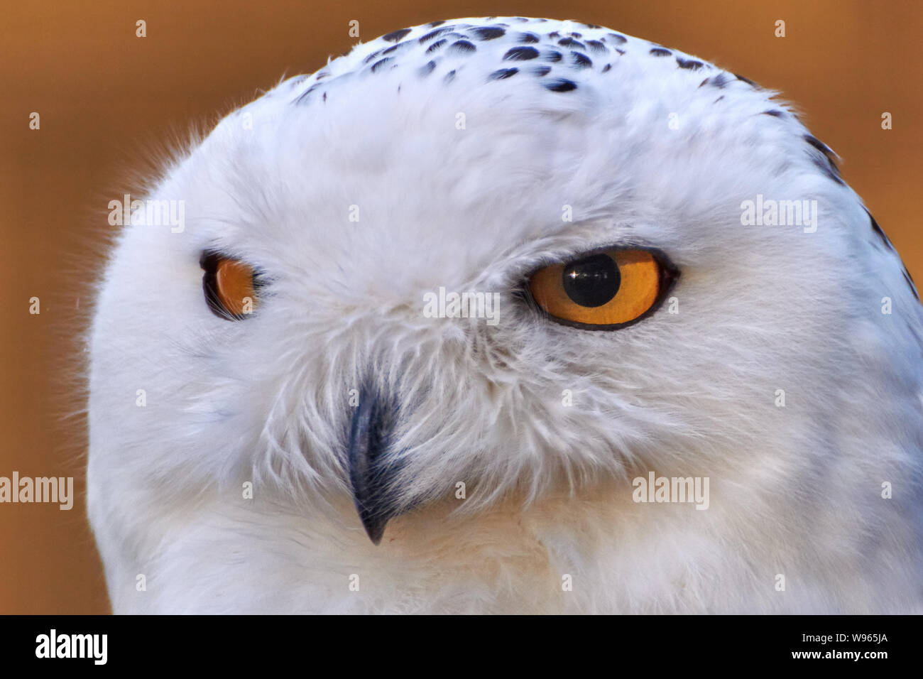 Close-up headshot of a snowy Owl and orange background (Bubo Scandiacus) Stock Photo