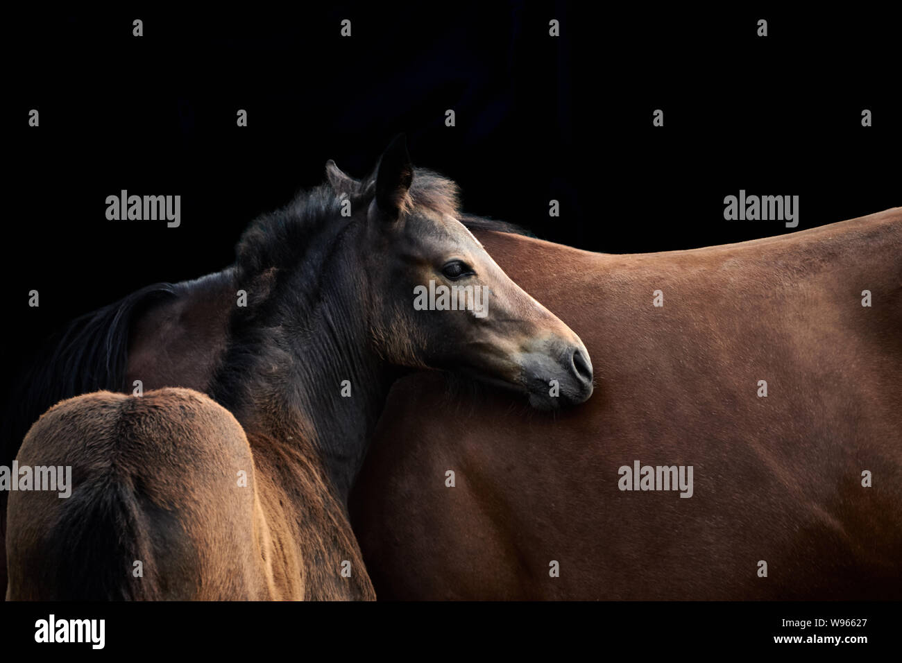 Young brown horse with mare, close-up of foal isolated on black background. Stock Photo