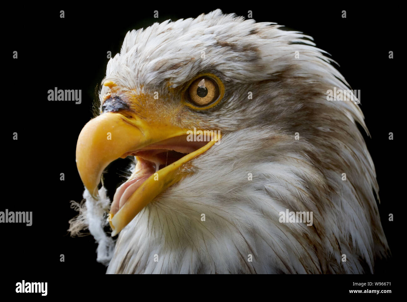 Bald eagle head (Haliaeetus leucocephalus) and black background Stock Photo