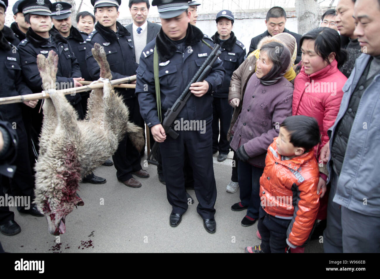 Local policemen show the body of a wolf which was shot dead to local villagers in Chaihudian town, Zaozhuang city, east Chinas Shandong province, 19 M Stock Photo