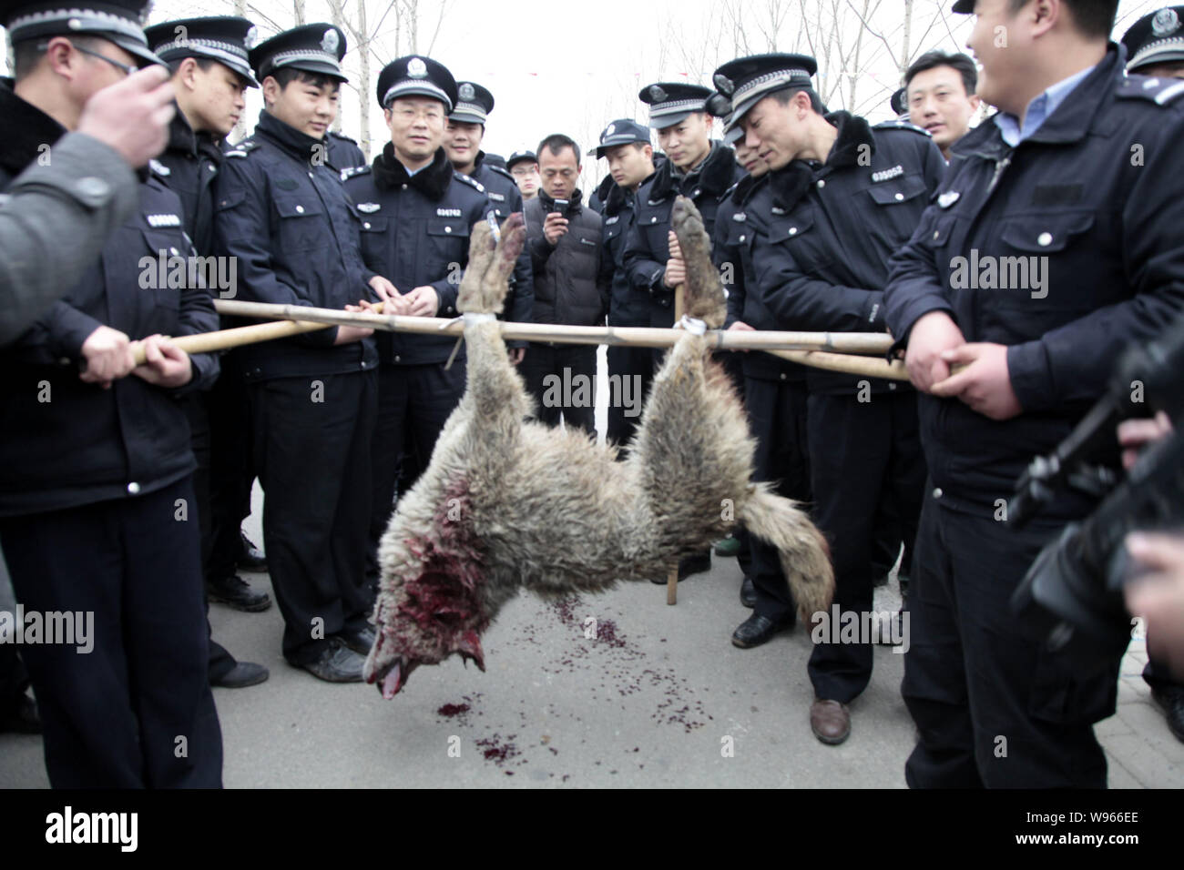 Local policemen show the body of a wolf which was shot dead to local villagers in Chaihudian town, Zaozhuang city, east Chinas Shandong province, 19 M Stock Photo