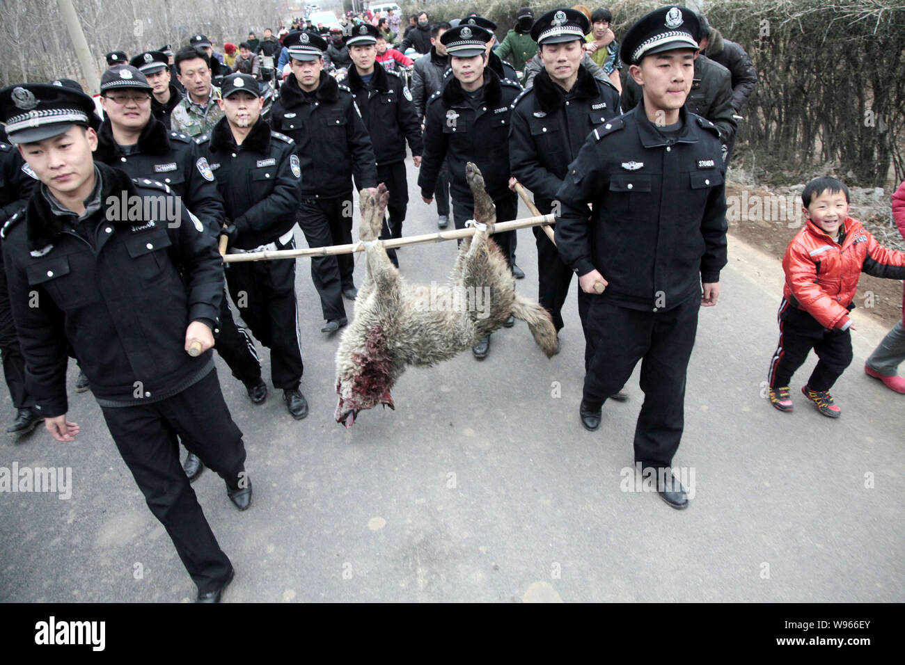 Local policemen carrying the body of a wolf which was shot dead march a street in Chaihudian town, Zaozhuang city, east Chinas Shandong province, 19 M Stock Photo