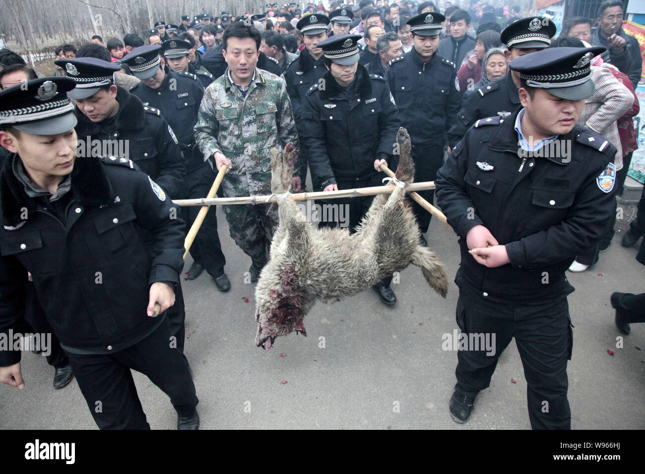 Local policemen carrying the body of a wolf which was shot dead march a street in Chaihudian town, Zaozhuang city, east Chinas Shandong province, 19 M Stock Photo
