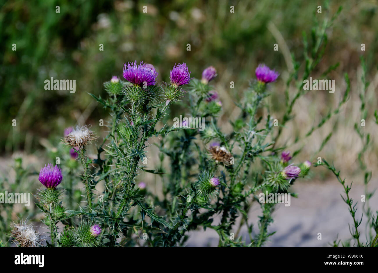 purple carduus flower on a background of green leaves, close-up, beautiful background Stock Photo