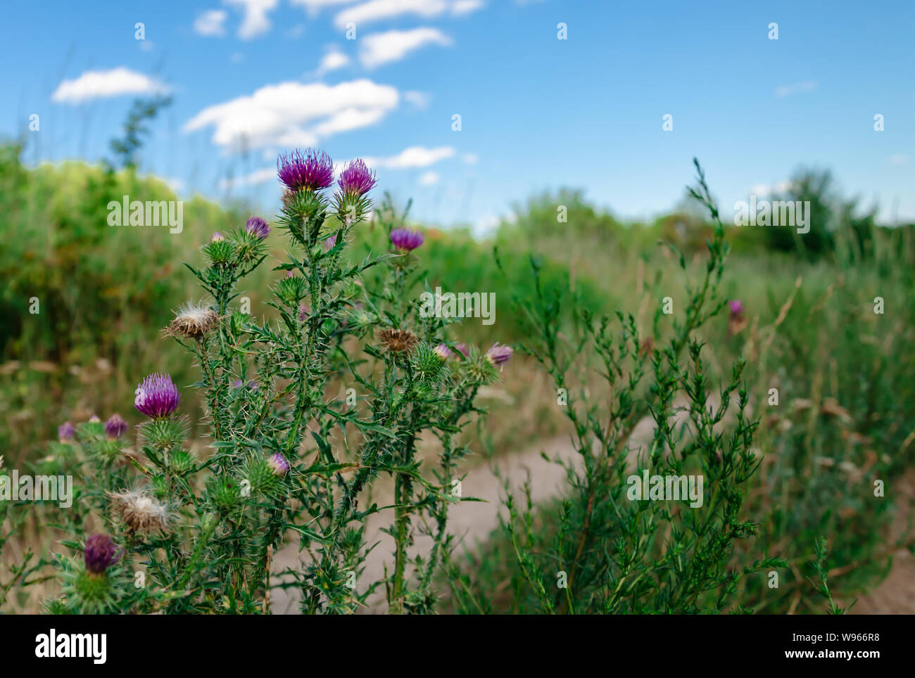 purple carduus flower on a background of green leaves, close-up, beautiful background Stock Photo
