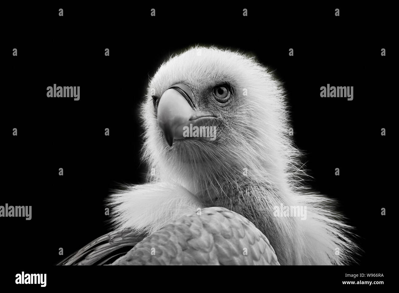 Black vulture or zopilote hi-res stock photography and images - Alamy