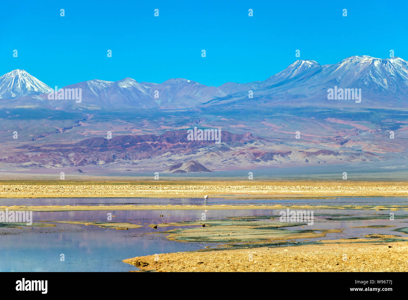 Chaxa Lake (Laguna Chaxa) with reflection of surroundings and blue sky in Salar of Atacama, Chile Stock Photo