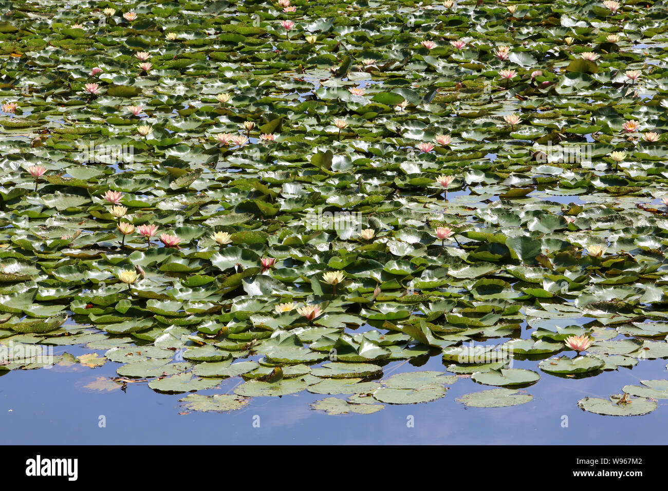 Nénuphars. Les Etangs de Corot. Ville d'Avray. / Water lilies. Pond of Corot. Ville d'Avray. Stock Photo