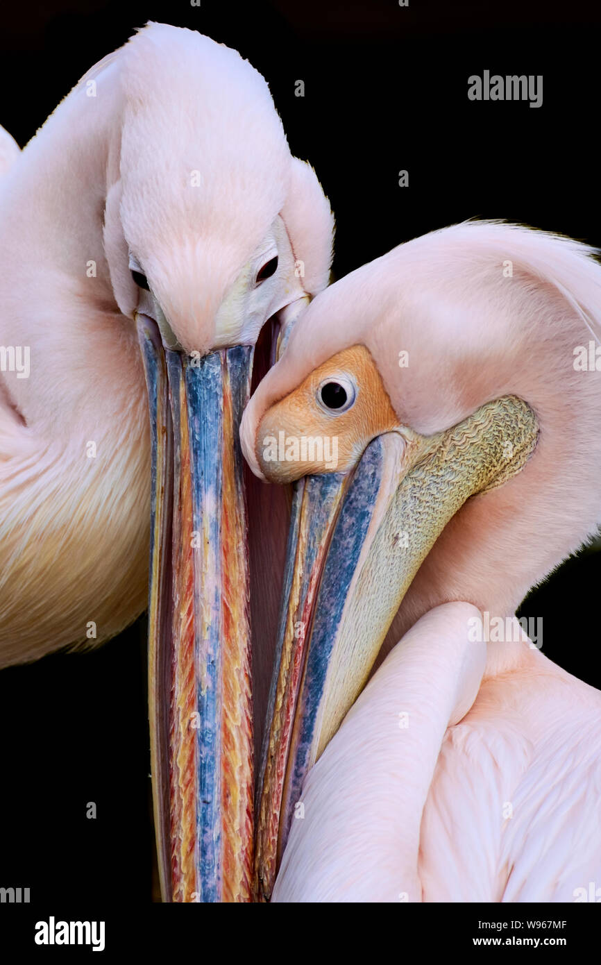 Two enamored pelicans kissing each other isolated on black. Stock Photo