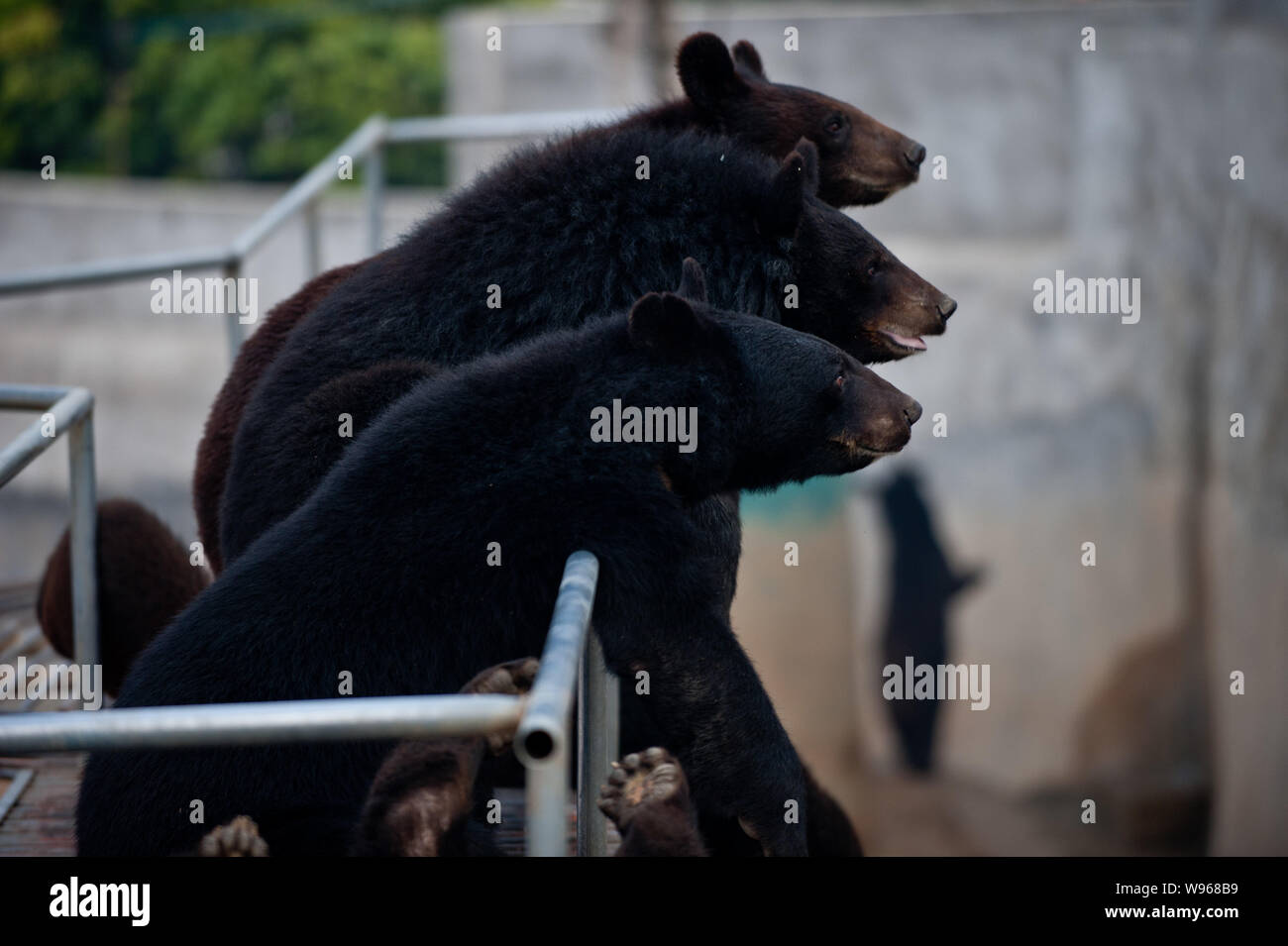 Bears are seen at the farm of Guizhentang in Huian, south Chinas Fujian province, 22 February 2012.   Guizhentang, Chinas largest producer of bear bil Stock Photo
