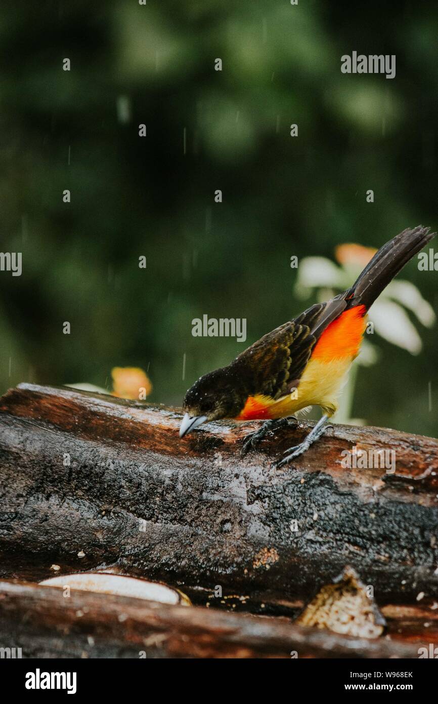 bird with closed eyes Stock Photo Alamy