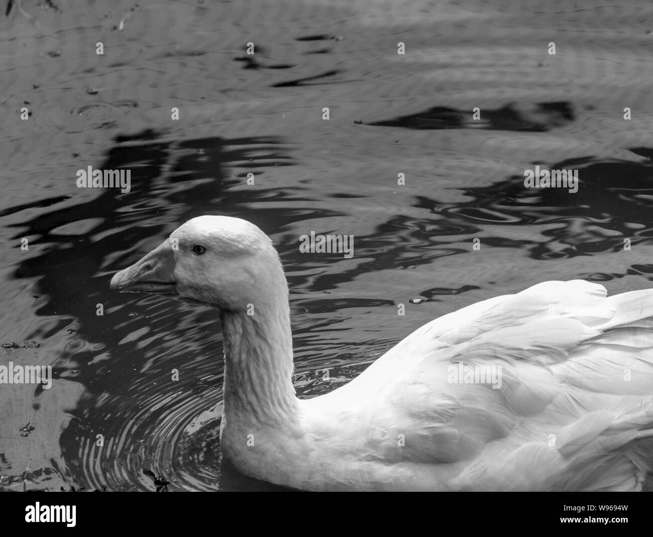 duck swimming relaxed black and white art Stock Photo