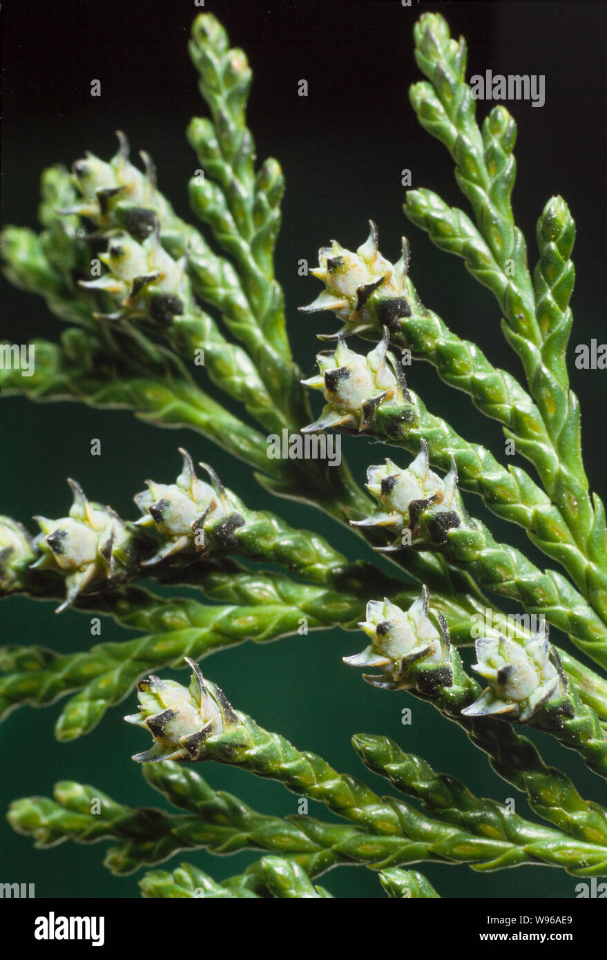 Lawson Cypress. Chamaecyparis lawsoniana, detail of young female cones Stock Photo