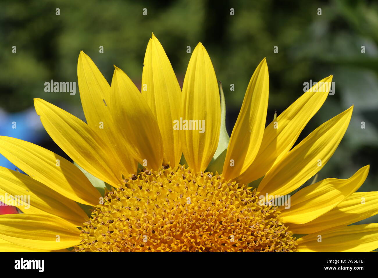Beautiful bright colored sunflowers and green plants Stock Photo Alamy