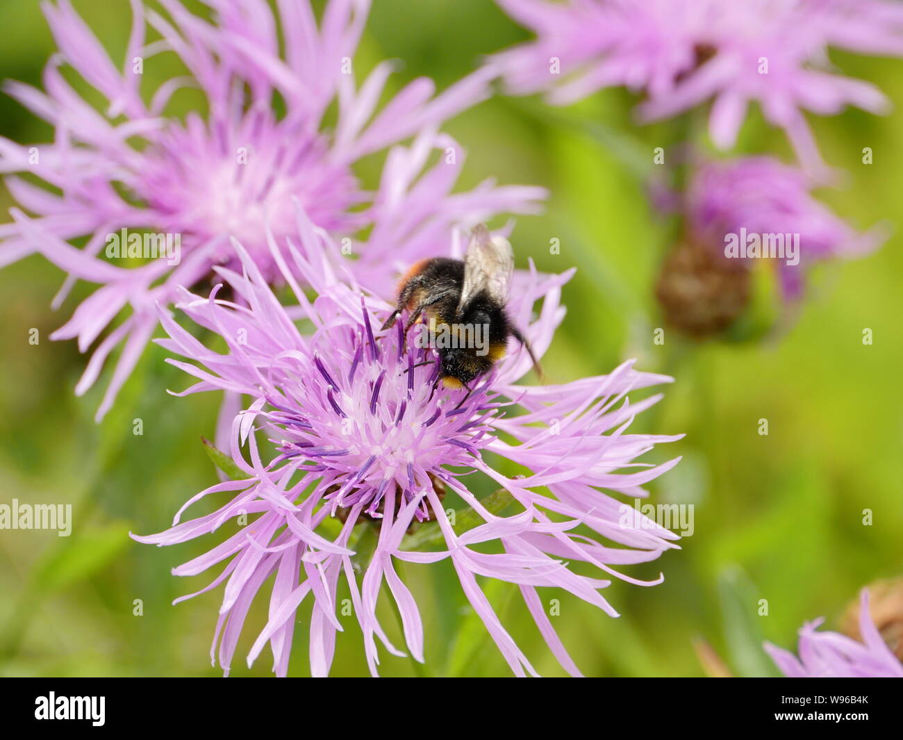 Bumblebee purple flower hi-res stock photography and images - Alamy