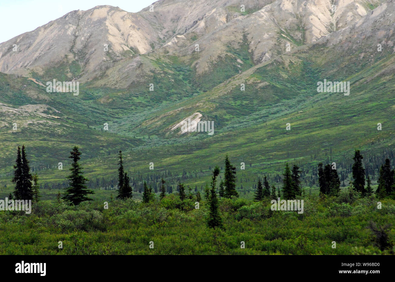 Beautiful panoramic landscape of the Black Spruce trees, berry bushes and mountains in Denali National Park, Alaska, USA Stock Photo