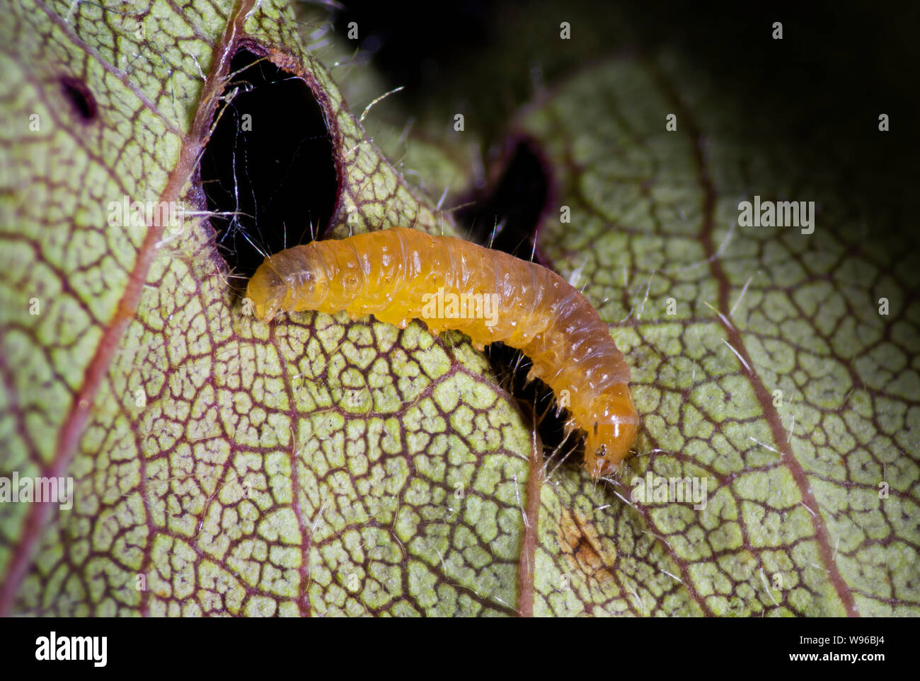 Micro moth larva, macro view on Prunus leaf Stock Photo