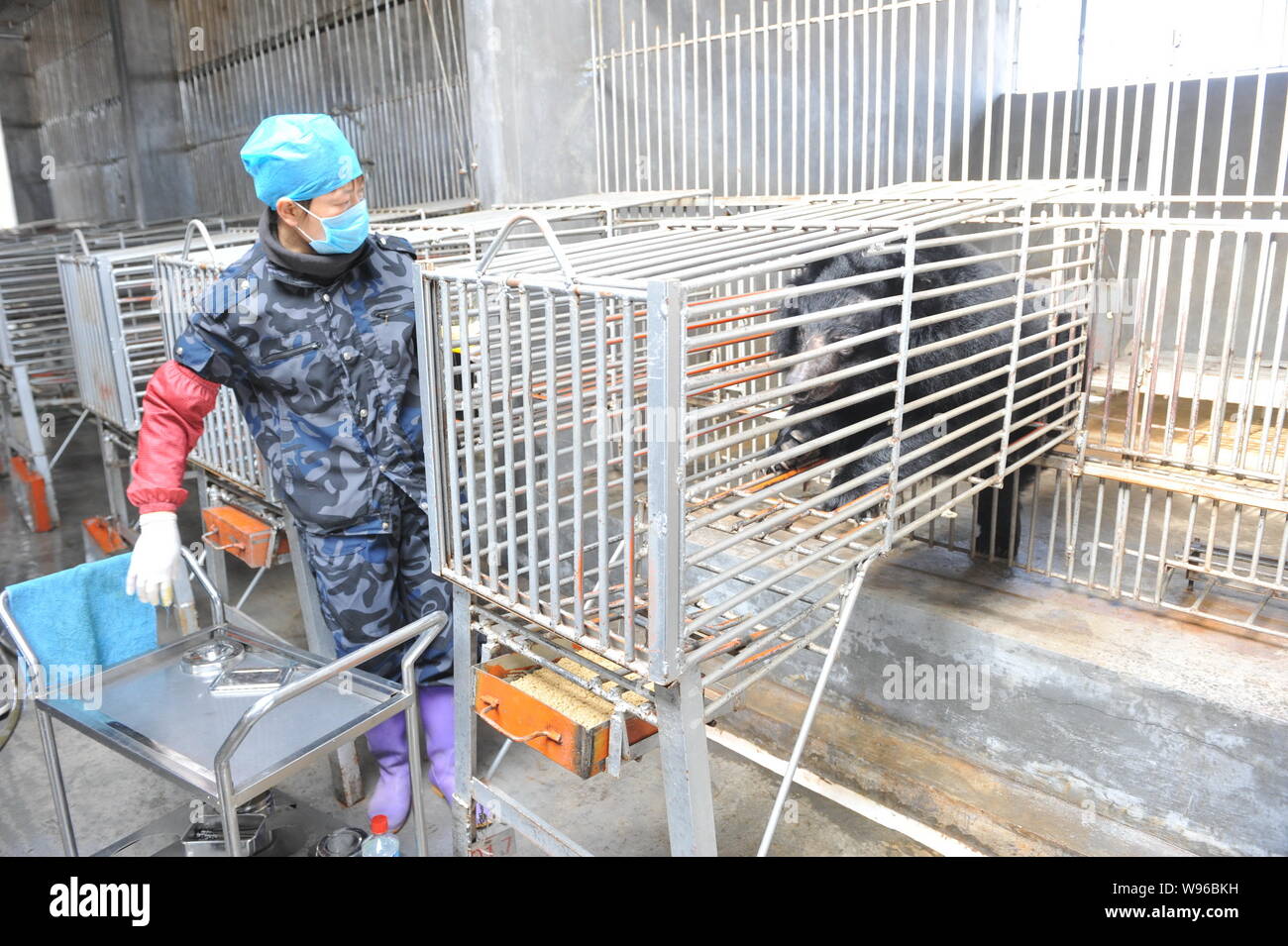 A worker watches a bear climbing into a smaller cage at a bear farm owned by Guizhentang Pharmaceutical in Huian, south Chinas Fujian province, 22 Feb Stock Photo