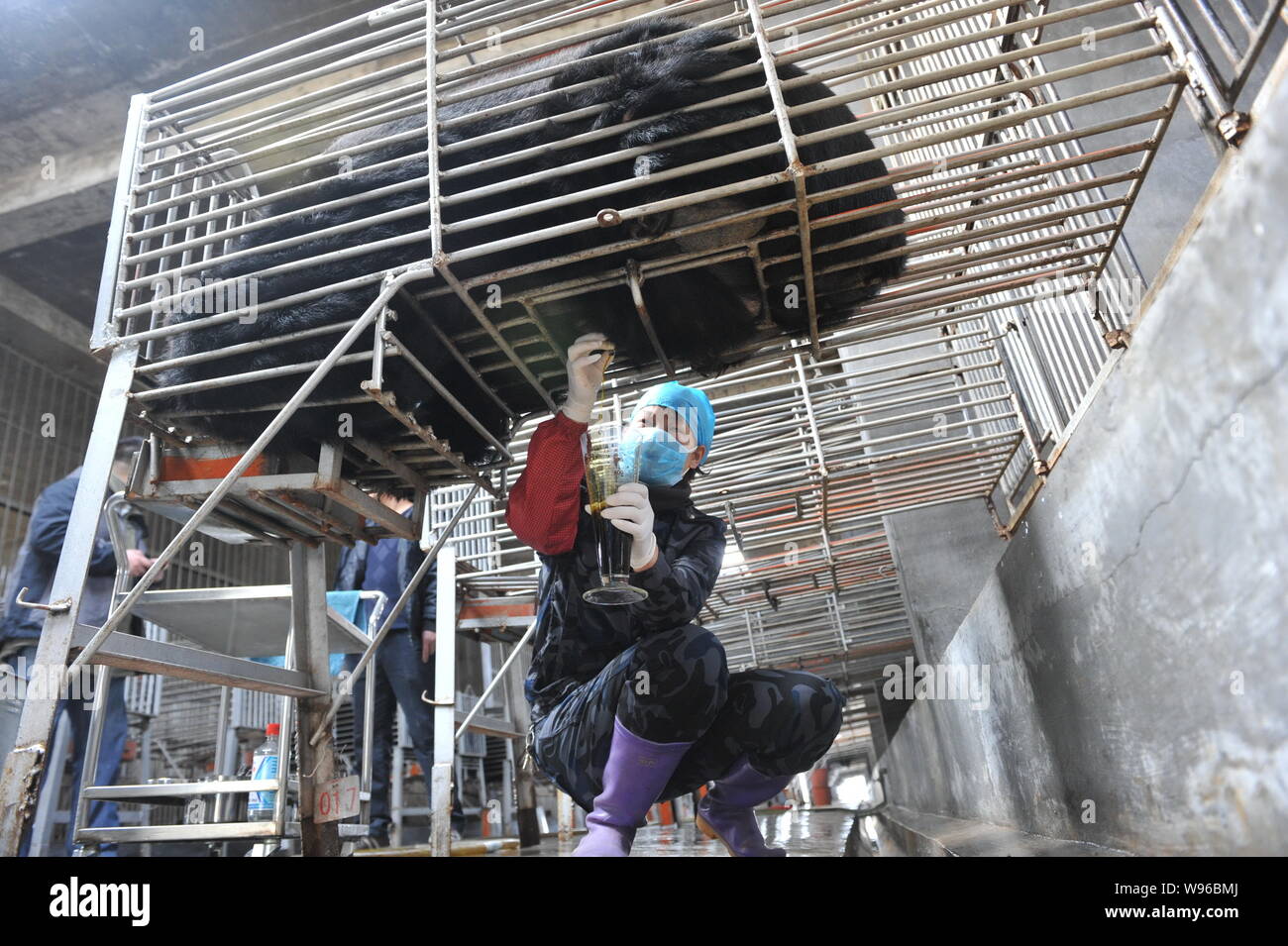A worker extracts bile from a bear at a bear farm owned by Guizhentang Pharmaceutical in Huian, south Chinas Fujian province, 22 February 2012.   Guiz Stock Photo