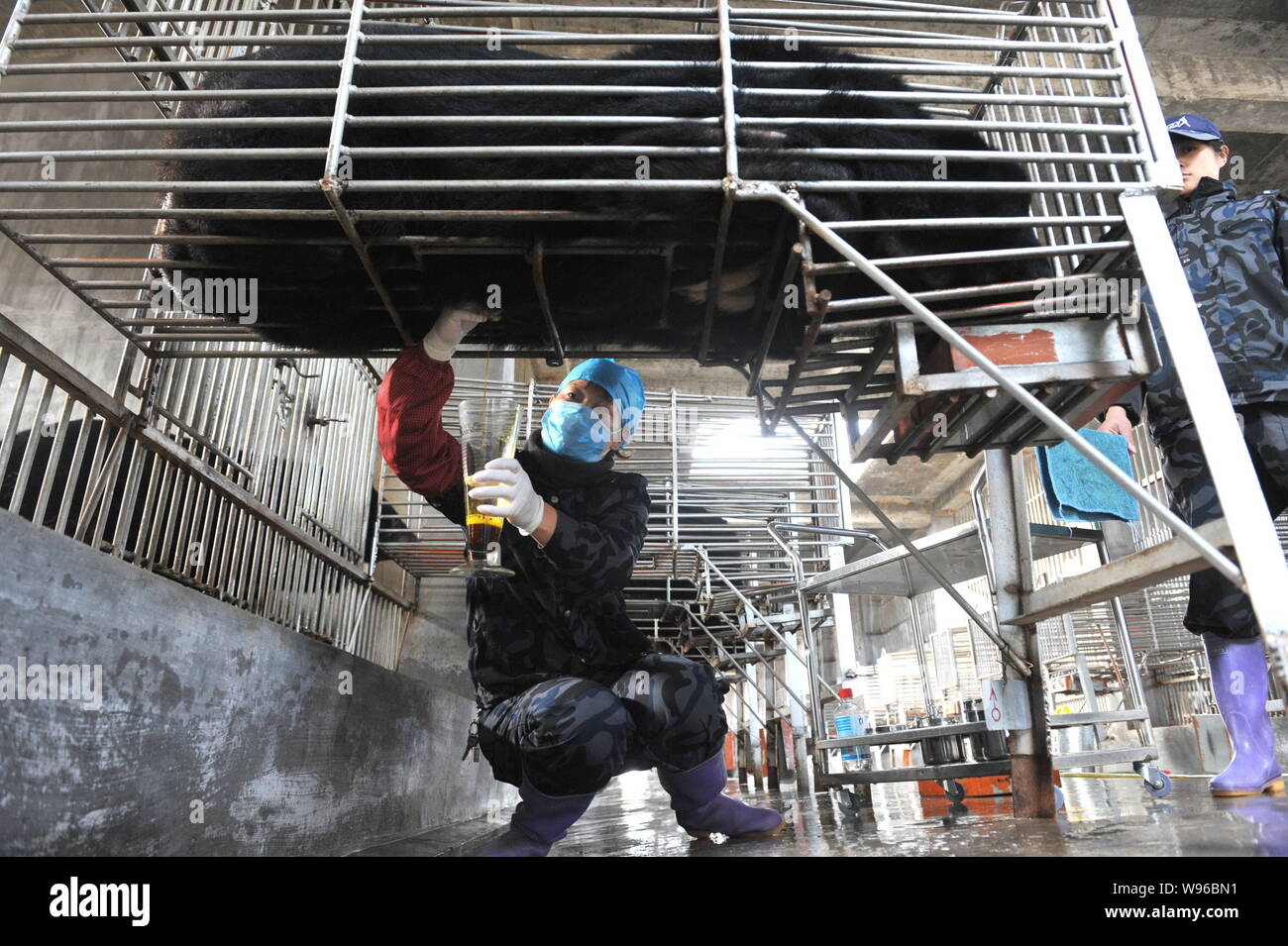 A worker extracts bile from a bear at a bear farm owned by Guizhentang Pharmaceutical in Huian, south Chinas Fujian province, 22 February 2012.   Guiz Stock Photo