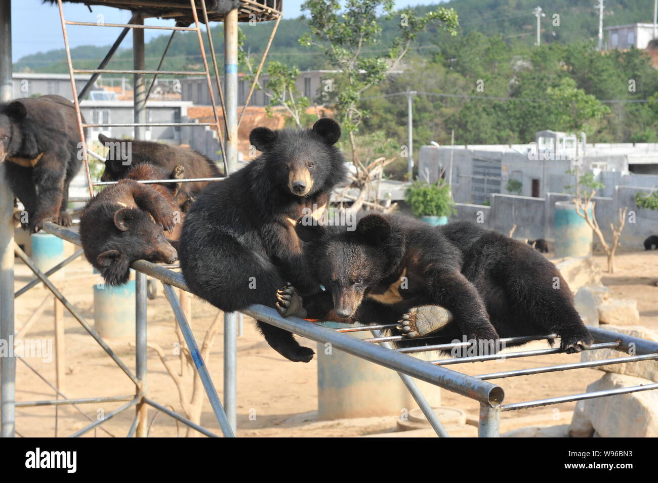 Bears are seen at a bear farm owned by Guizhentang Pharmaceutical in Huian, south Chinas Fujian province, 22 February 2012.   Guizhentang Pharmaceutic Stock Photo