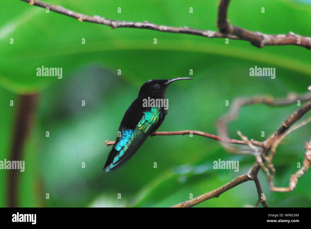 This tiny gorgeous Hummingbird rested for a mere second in the rainforest of Guadeloupe. Stock Photo