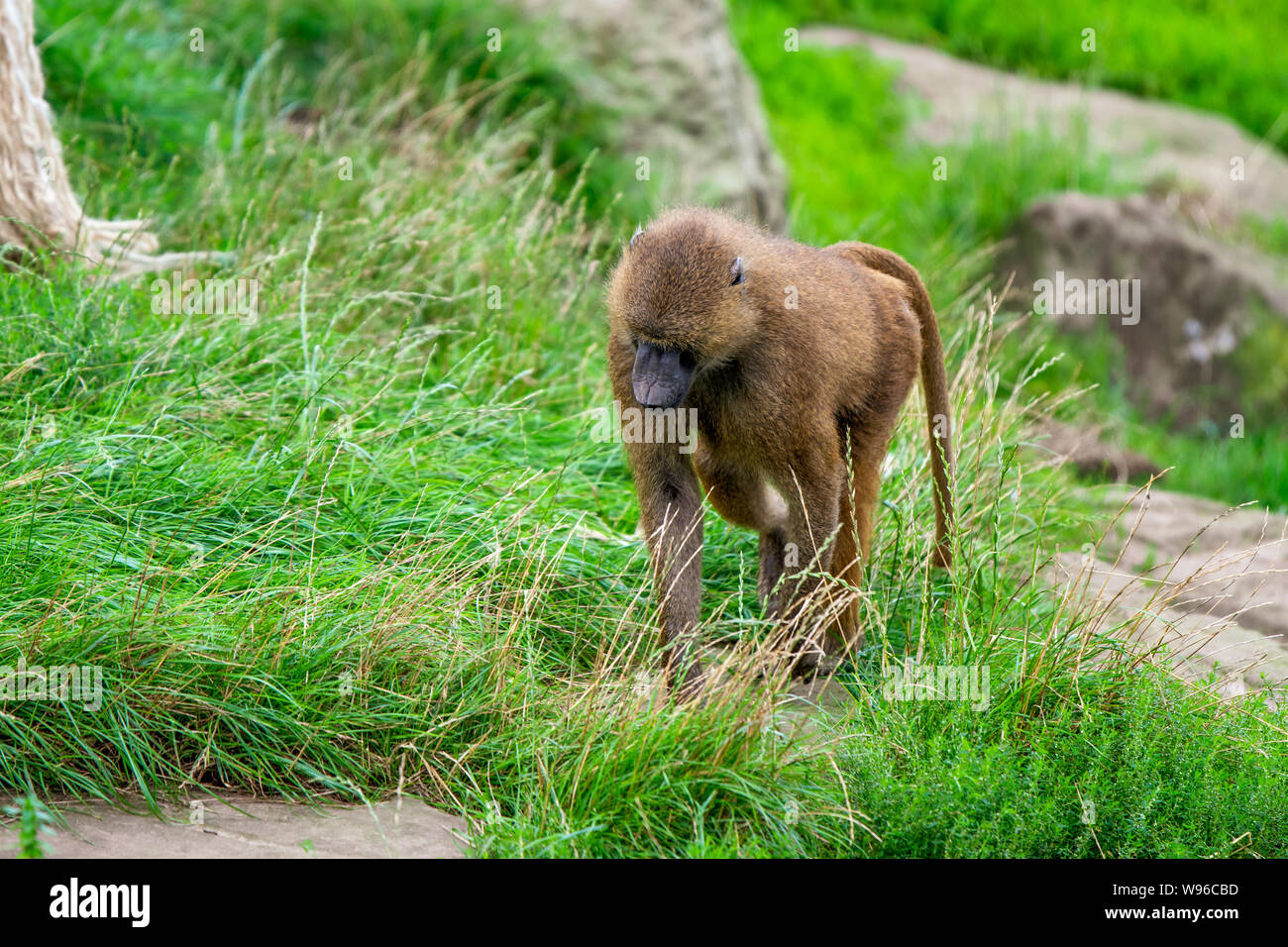 Lone adult Guinea Baboon walks across a green field in the middle of Summer Stock Photo