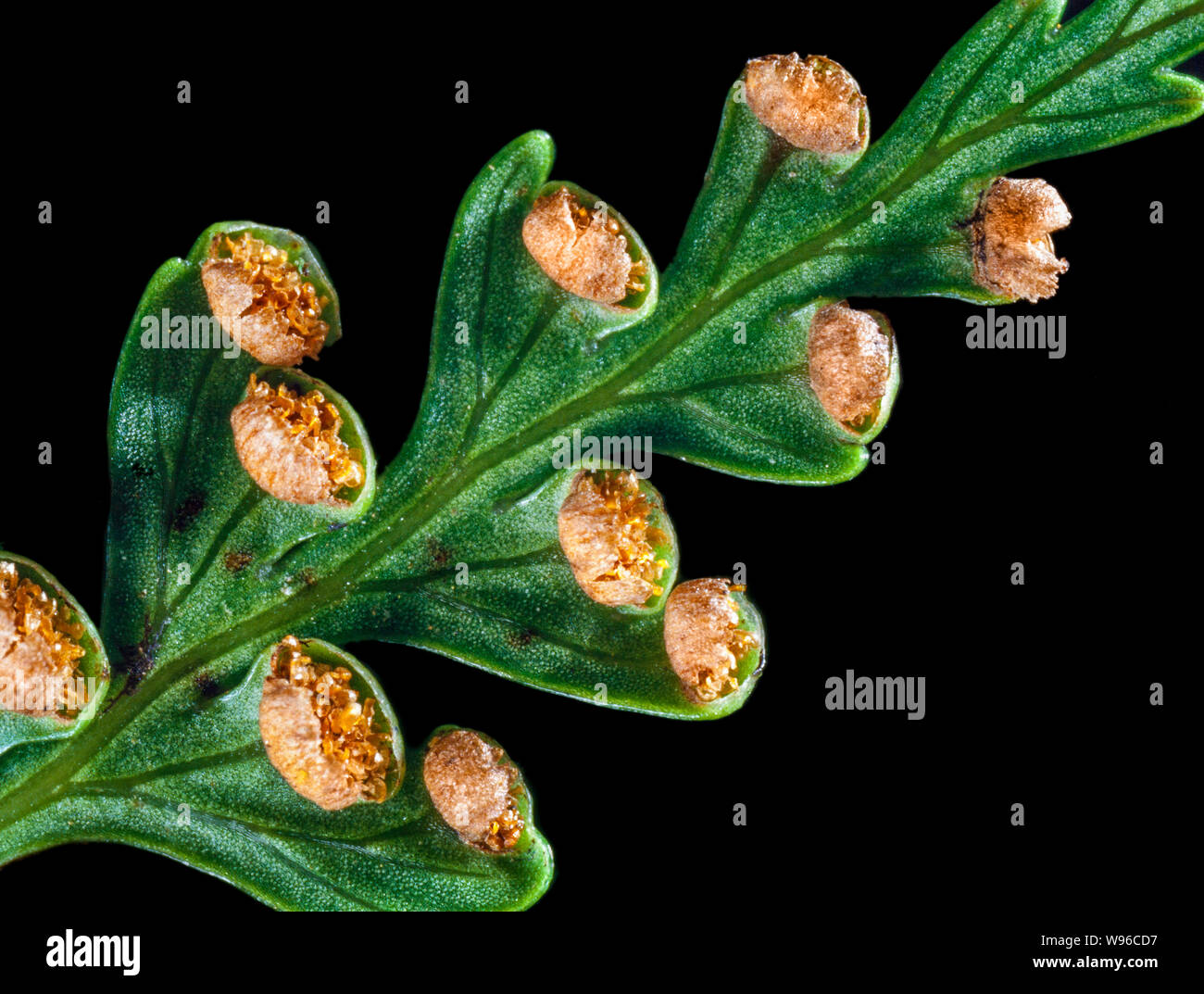 Fern sporangia with spores,  fern underside Stock Photo