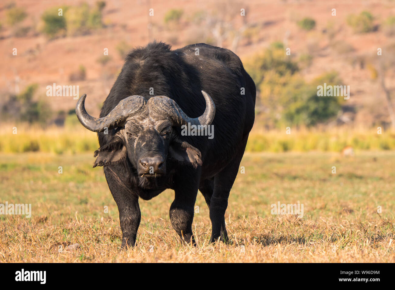 Big, Powerful and Menacing Cape Buffalo in Chobe National Park, Botswana Stock Photo