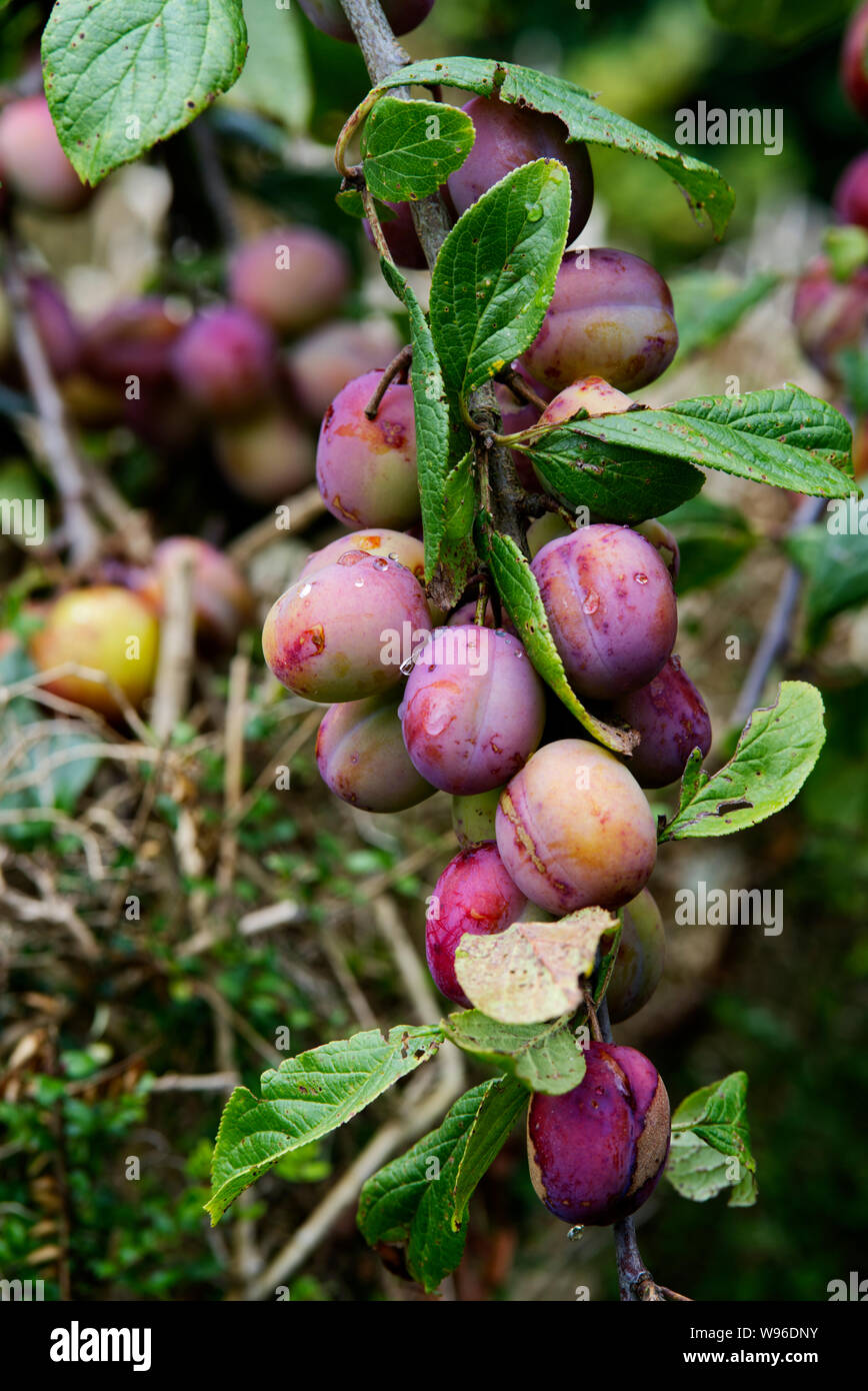 Victoria plum tree hires stock photography and images Alamy