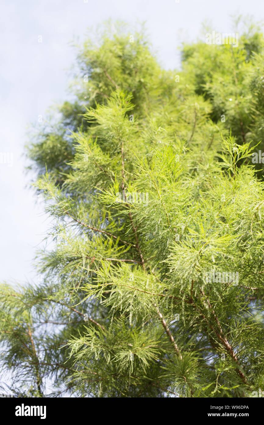 Taxodium Distichum 'Shawnee Brave' bald cypress tree. Stock Photo