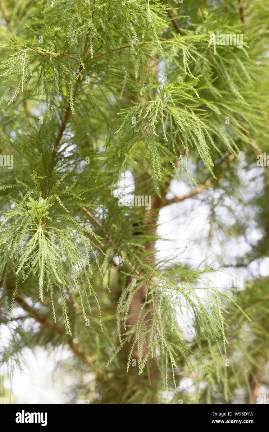 Taxodium Distichum 'Shawnee Brave' bald cypress tree. Stock Photo