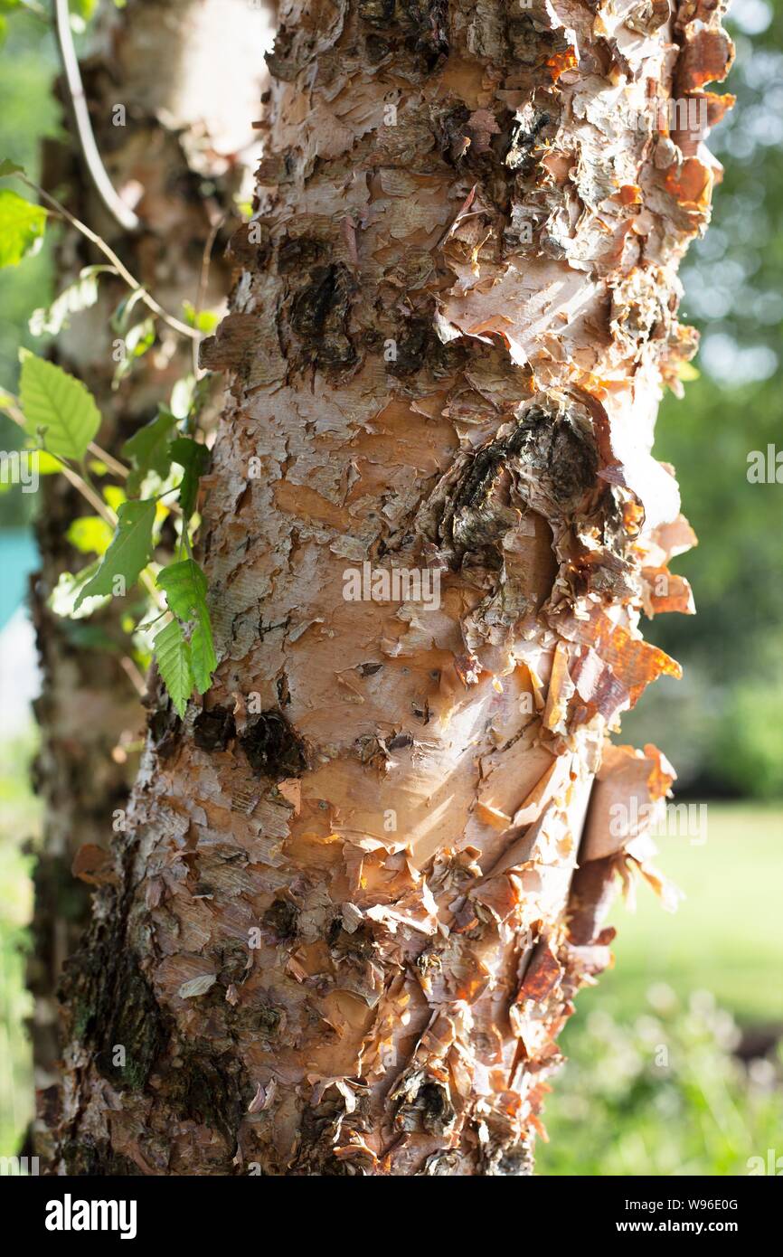 Trunk of a Betula Nigra 'Heritage' river birch tree. Stock Photo