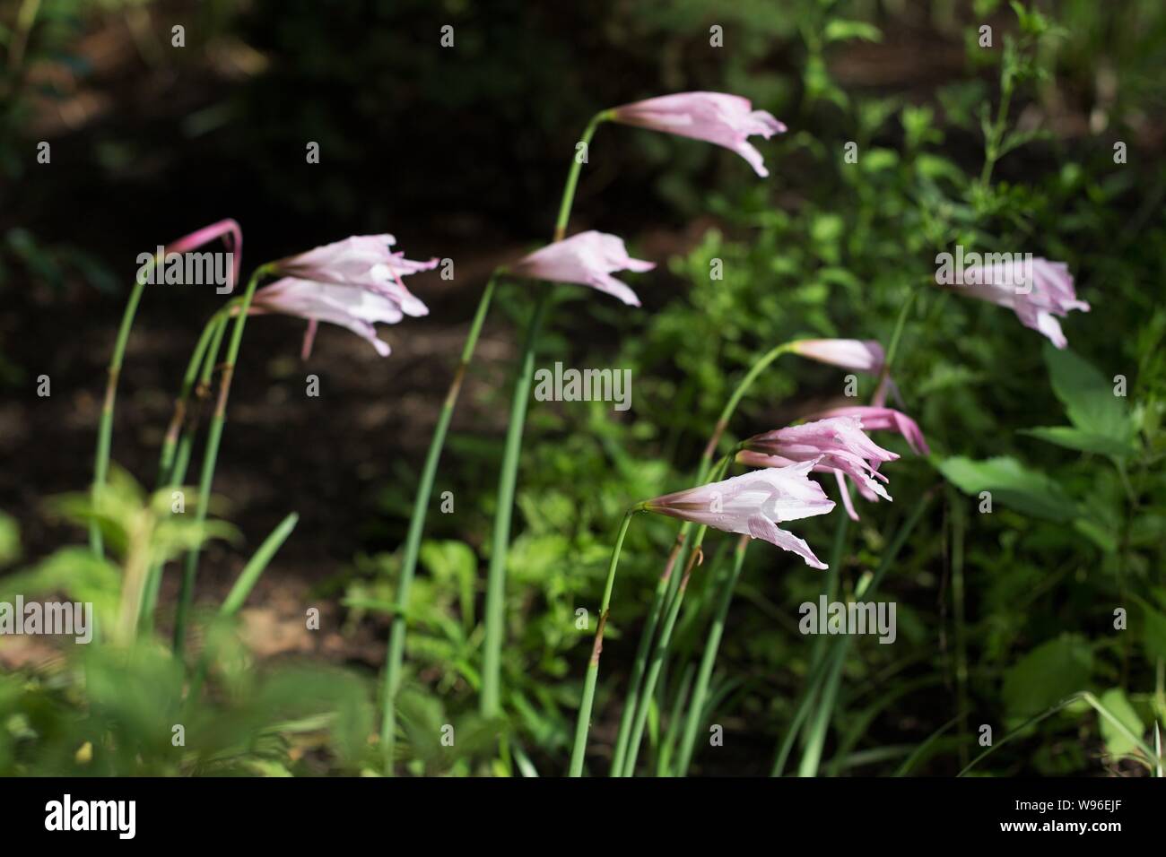 Habranthus Robusus 'Pink Rain Lily'. Stock Photo