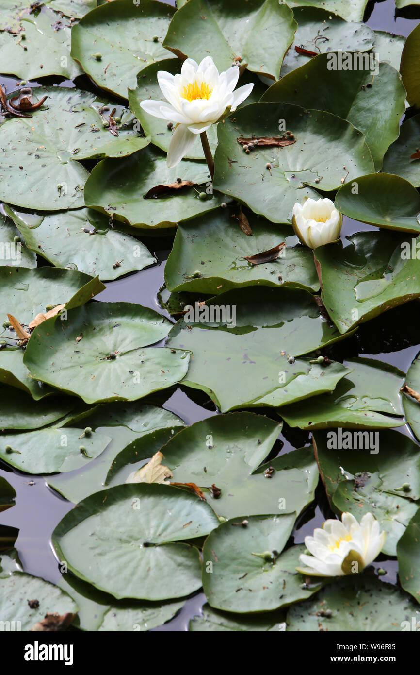 Nénuphars blancs. Les Etangs de Corot. Ville d'Avray. / White Water lilies. Pond of Corot. Ville d'Avray. Stock Photo