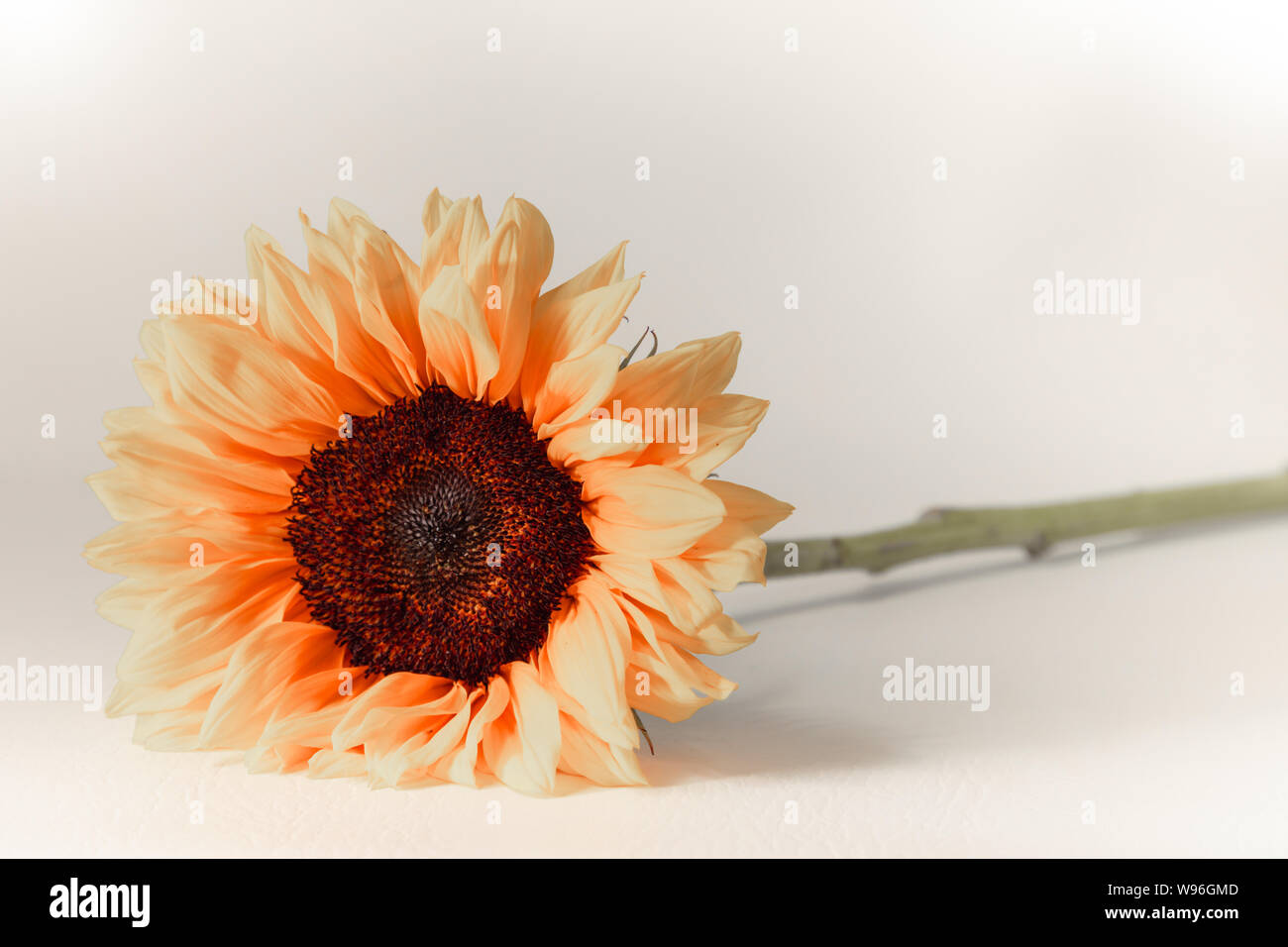 Single sunflower in orange on white background Stock Photo