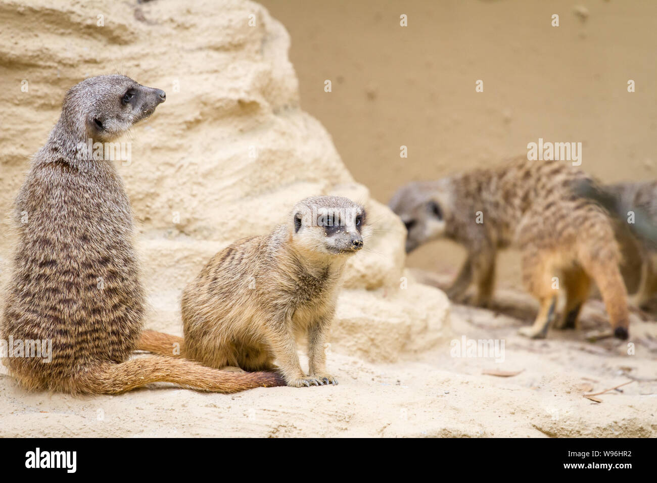 Suricata suricatta (meerkat) in captivity Stock Photo