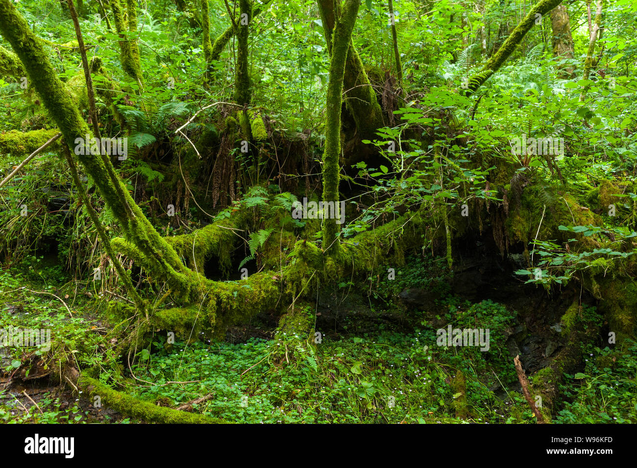 The Lydford Gorge Natural reserve forest, Dartmoor, Devon, UK Stock Photo