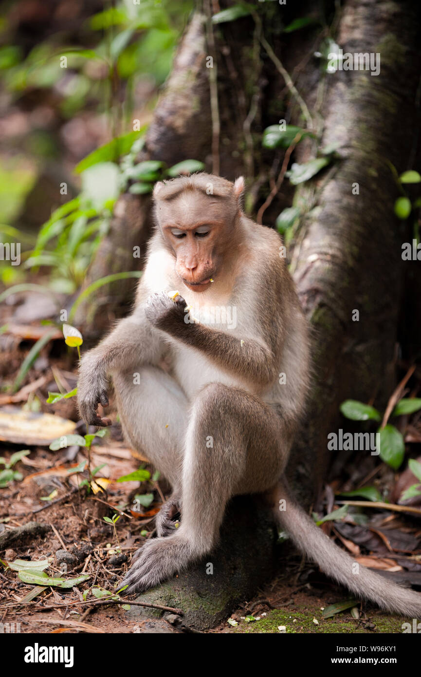 Bonnet Macaque, Macaca radiata, Thattekad Bird Sanctuary, Ernakulam district, Kerala, Western Ghats, India Stock Photo