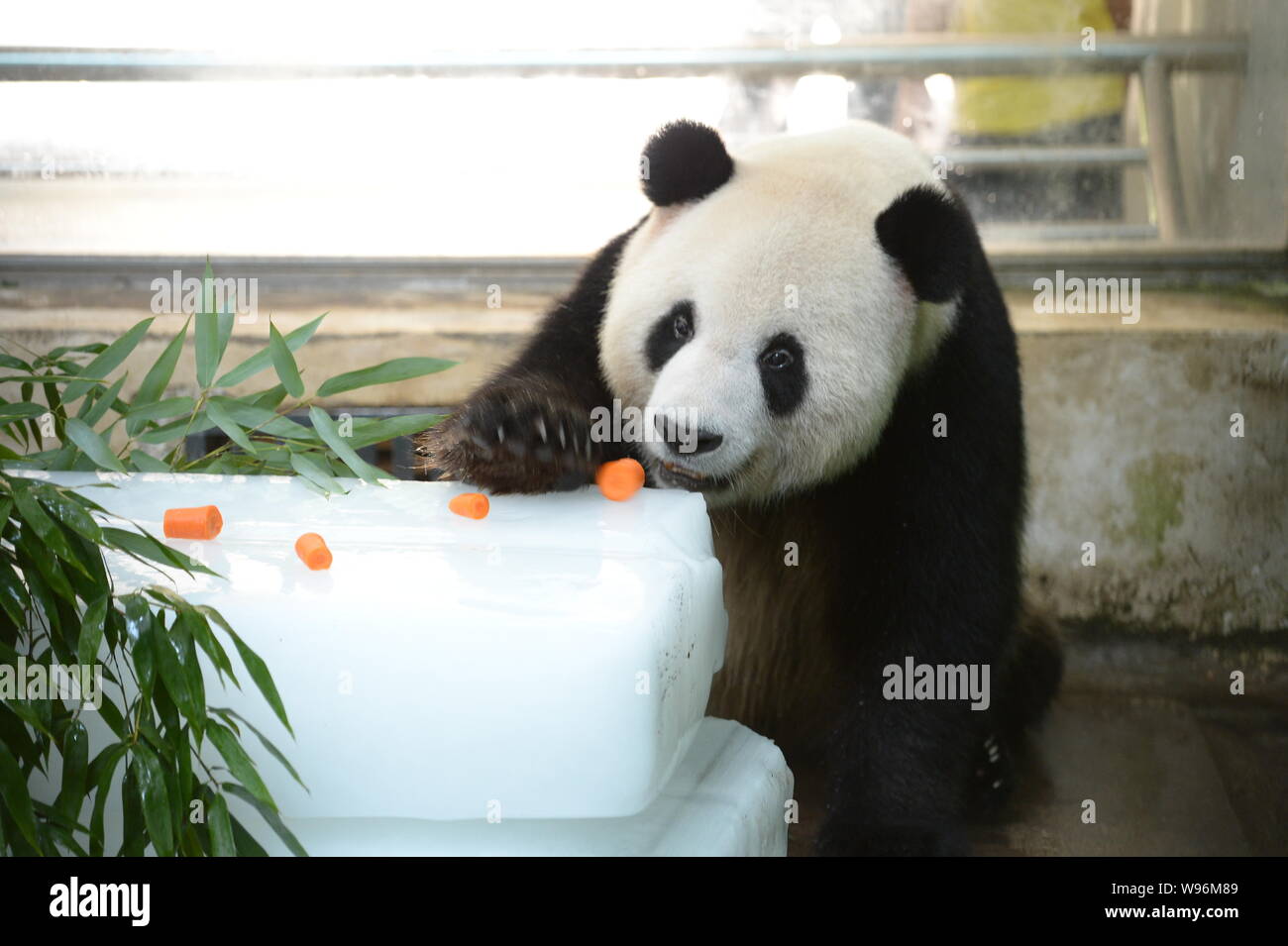 A panda eats food on an ice block to cool itself off at a zoo in Wuhan